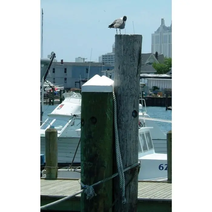 dock-piling-cap-white-6200--2.webp